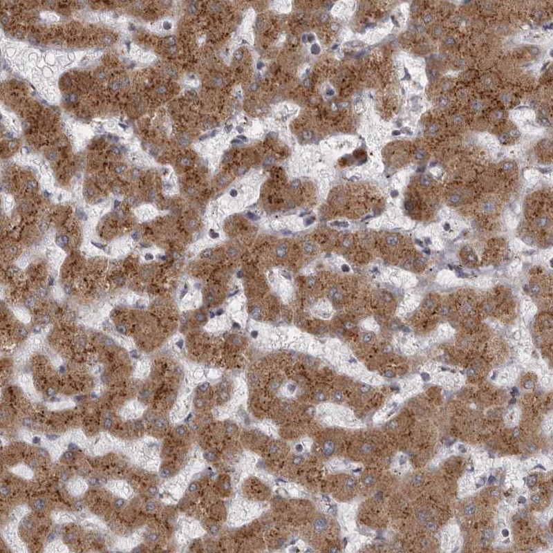 Atlas Antibodies Anti-WDR47 Antibody