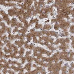 Atlas Antibodies Anti-WDR47 Antibody