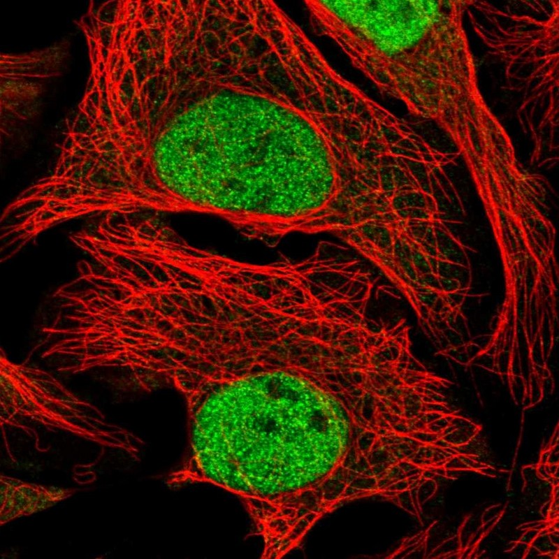 Atlas Antibodies Anti-WDR5 Antibody