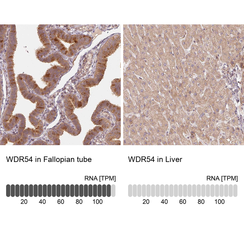 Atlas Antibodies Anti-WDR54 Antibody