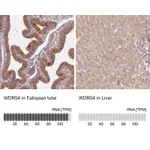 Atlas Antibodies Anti-WDR54 Antibody