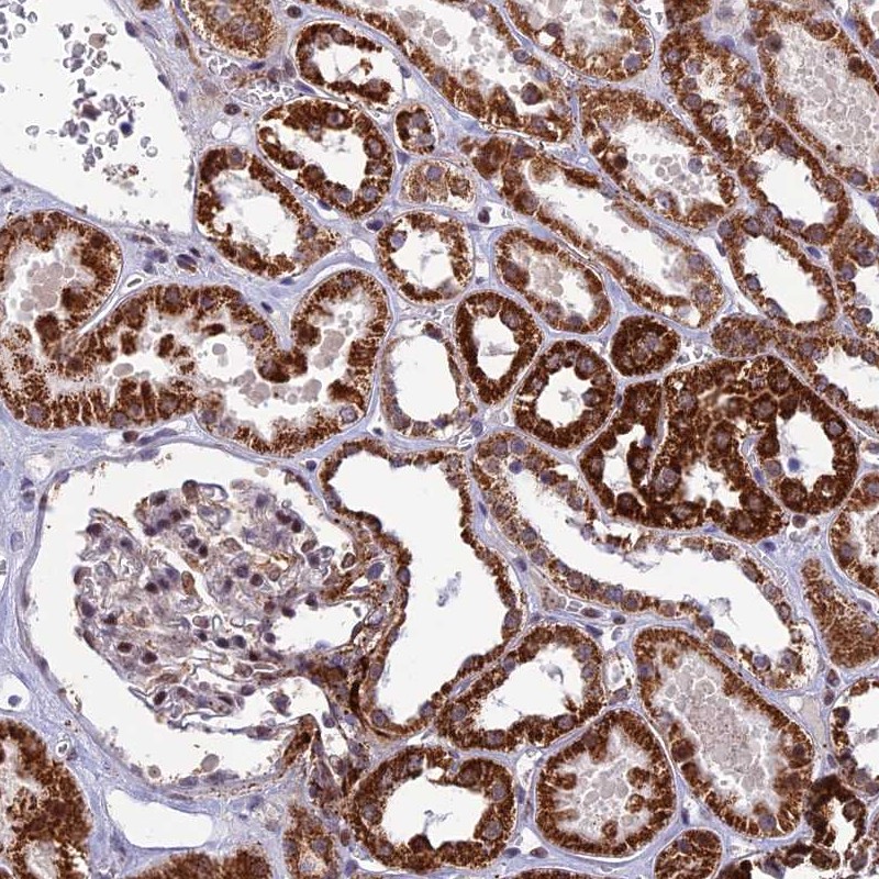 Atlas Antibodies Anti-WDR55 Antibody