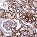 Atlas Antibodies Anti-WDR55 Antibody
