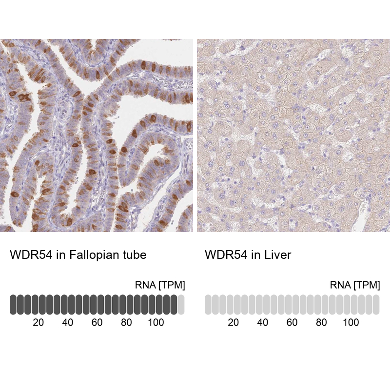 Atlas Antibodies Anti-WDR54 Antibody