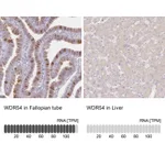 Atlas Antibodies Anti-WDR54 Antibody