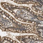 Atlas Antibodies Anti-WDR53 Antibody