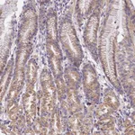 Atlas Antibodies Anti-WDR5B Antibody