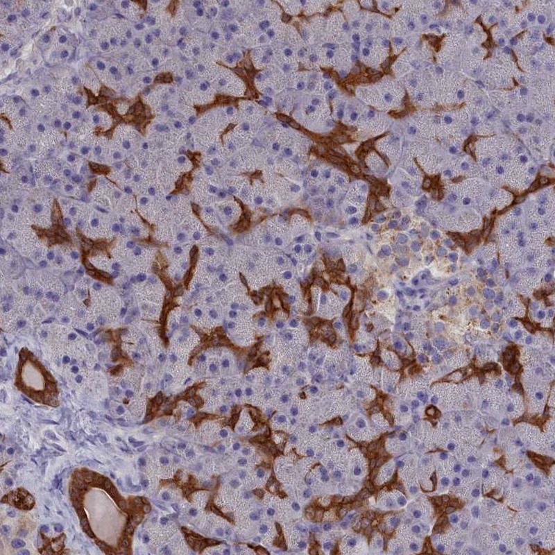 Atlas Antibodies Anti-WDR6 Antibody
