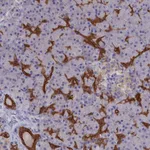 Atlas Antibodies Anti-WDR6 Antibody