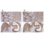 Atlas Antibodies Anti-WDR61 Antibody