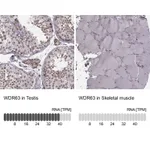 Atlas Antibodies Anti-WDR63 Antibody