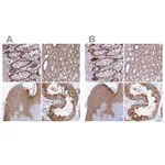 Atlas Antibodies Anti-WDR61 Antibody