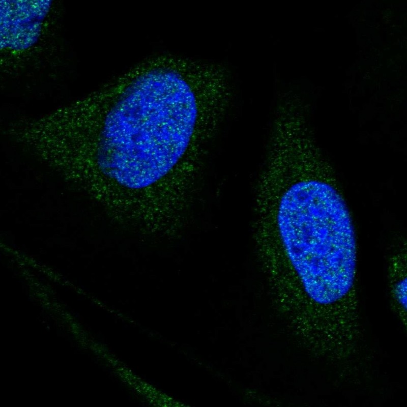 Atlas Antibodies Anti-WDR7 Antibody