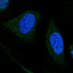 Atlas Antibodies Anti-WDR7 Antibody