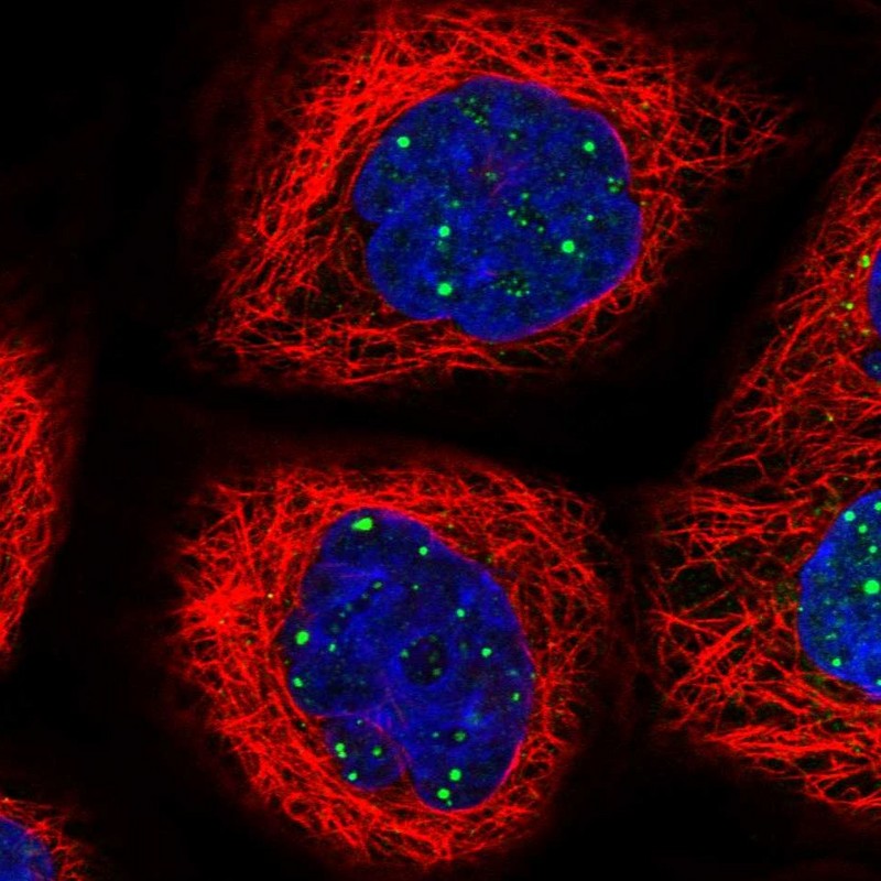 Atlas Antibodies Anti-WDR76 Antibody