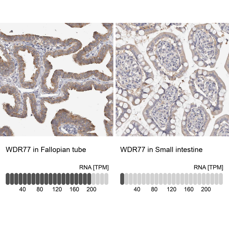 Atlas Antibodies Anti-WDR77 Antibody