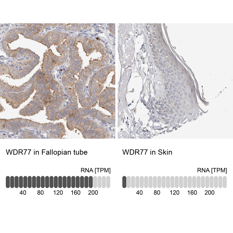 Atlas Antibodies Anti-WDR77 Antibody
