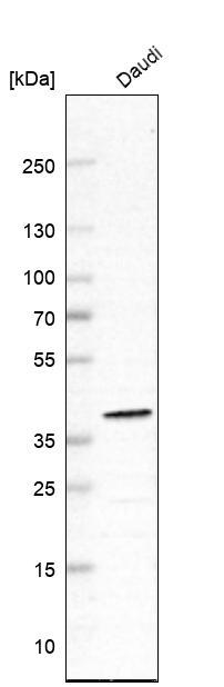 Atlas Antibodies Anti-WDR82 Antibody