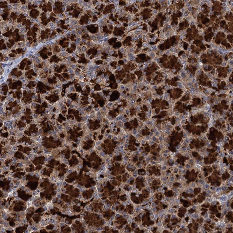 Atlas Antibodies Anti-WDR88 Antibody