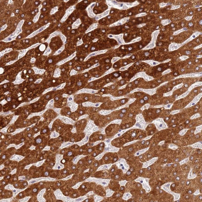 Atlas Antibodies Anti-WDR93 Antibody