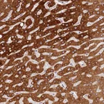 Atlas Antibodies Anti-WDR93 Antibody