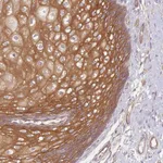 Atlas Antibodies Anti-WDR93 Antibody