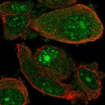 Atlas Antibodies Anti-WDSUB1 Antibody
