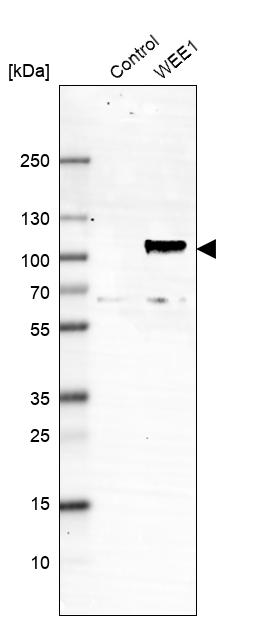Atlas Antibodies Anti-WEE1 Antibody