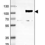 Atlas Antibodies Anti-WEE1 Antibody