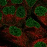 Atlas Antibodies Anti-WEE2 Antibody