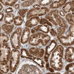 Atlas Antibodies Anti-WDYHV1 Antibody
