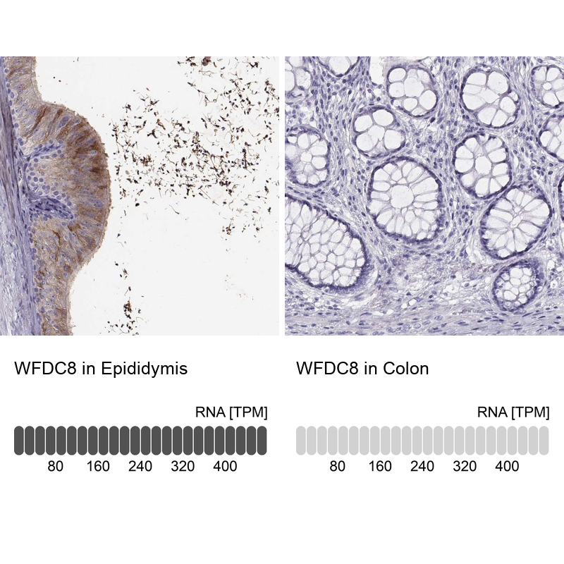 Atlas Antibodies Anti-WFDC8 Antibody