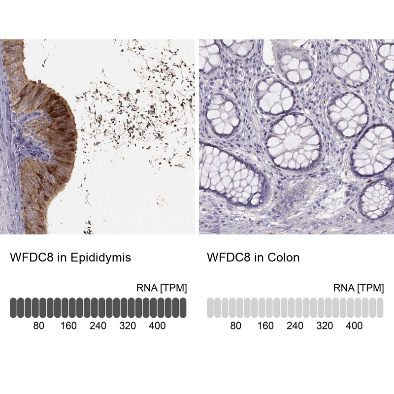 Atlas Antibodies Anti-WFDC8 Antibody