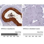 Atlas Antibodies Anti-WFDC2 Antibody