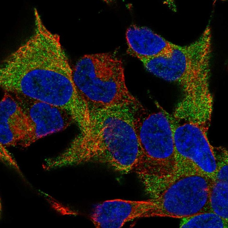 Atlas Antibodies Anti-WIPF1 Antibody