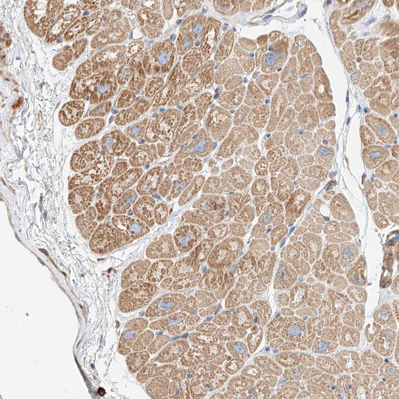 Atlas Antibodies Anti-WFS1 Antibody