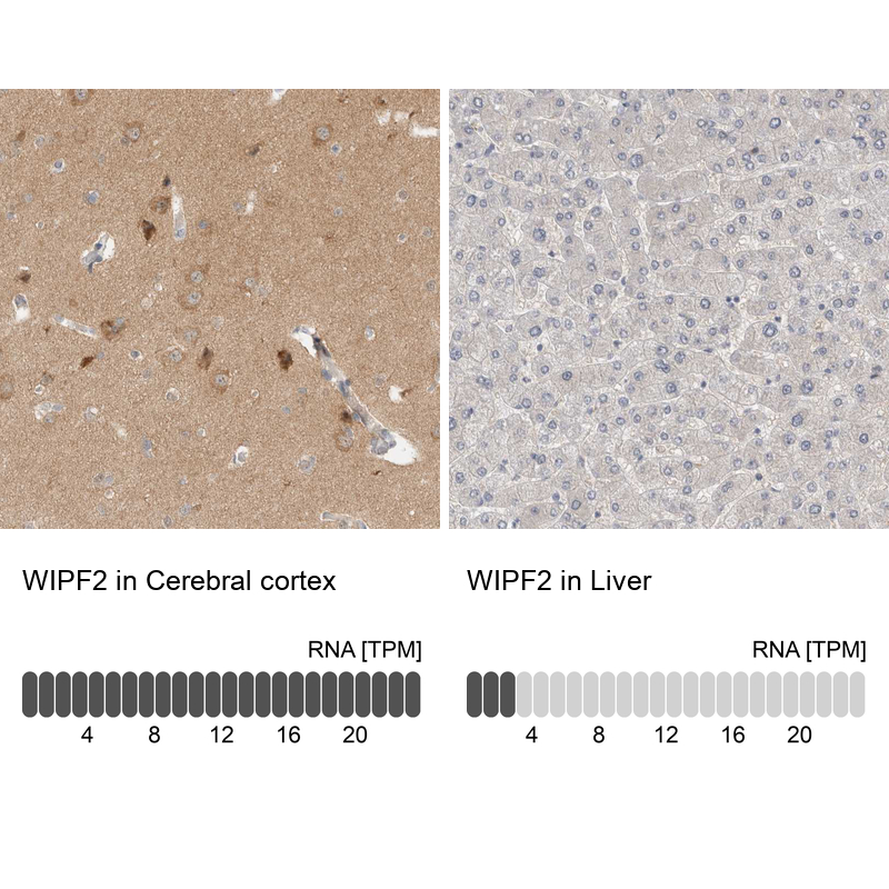 Atlas Antibodies Anti-WIPF2 Antibody