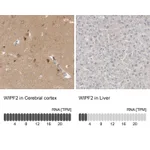 Atlas Antibodies Anti-WIPF2 Antibody