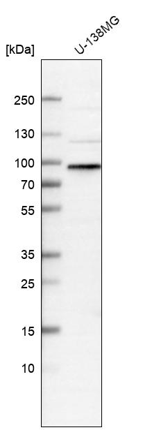 Atlas Antibodies Anti-WHAMM Antibody