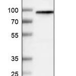 Atlas Antibodies Anti-WHAMM Antibody