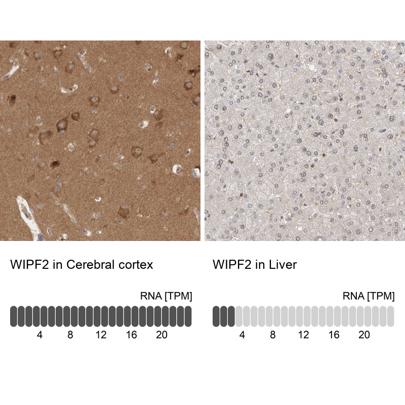 Atlas Antibodies Anti-WIPF2 Antibody