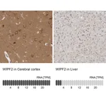 Atlas Antibodies Anti-WIPF2 Antibody