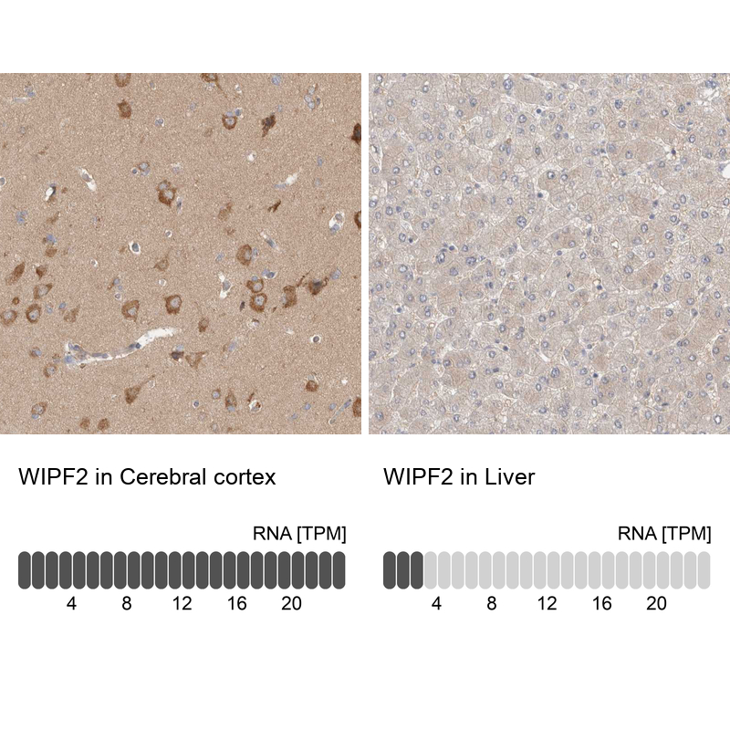 Atlas Antibodies Anti-WIPF2 Antibody