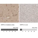 Atlas Antibodies Anti-WIPF2 Antibody