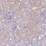 Atlas Antibodies Anti-WFIKKN1 Antibody