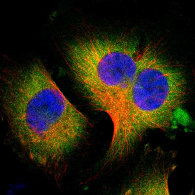 Atlas Antibodies Anti-WISP1 Antibody