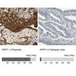 Atlas Antibodies Anti-WIPI1 Antibody