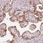 Atlas Antibodies Anti-WLS Antibody
