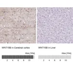 Atlas Antibodies Anti-WNT10B Antibody