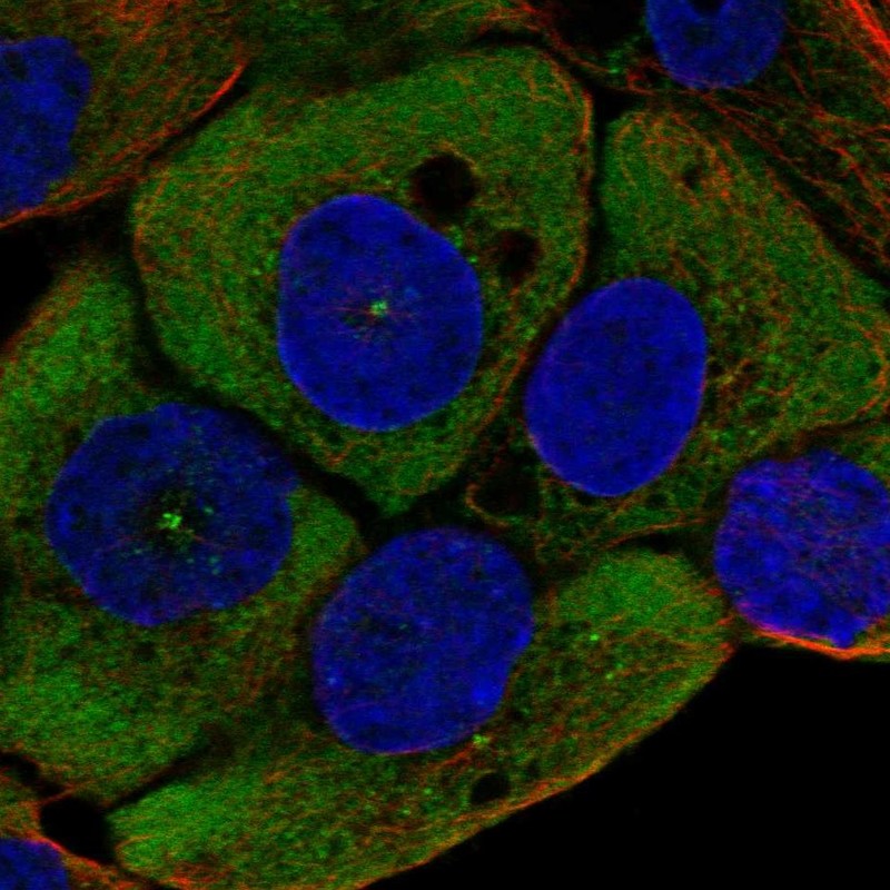 Atlas Antibodies Anti-WNT11 Antibody